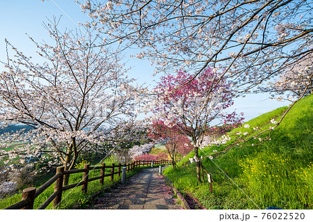 朝の菊池公園のソメイヨシノと菜の花が咲く風景 朝の菊池公園のソメイヨシノと菜の花が咲く風景 76022520