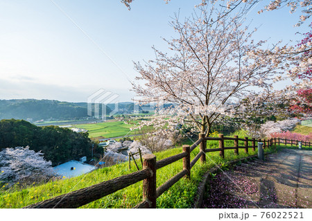 朝の菊池公園のソメイヨシノと菜の花が咲く風景 76022521