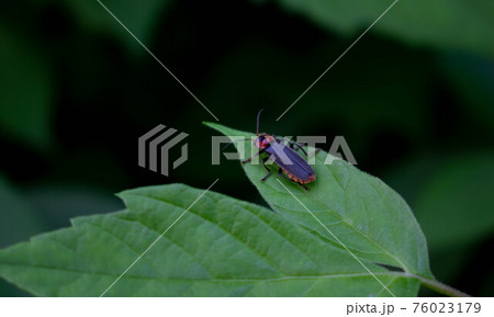 Fireman beetle on a green leaf.Summer day 76023179