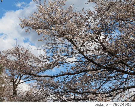 晴天の桜の花 76024909