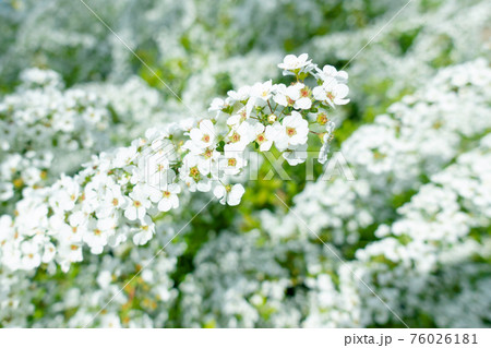 満開の雪柳の花 76026181