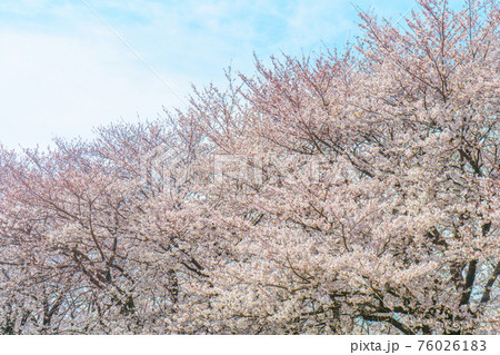 Cherry blossom tree with blue sky 76026183