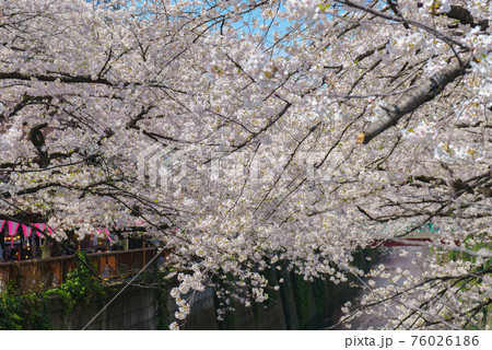 Beautiful japanese cherry blossom tree at Meguro river 76026186