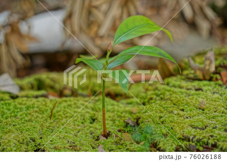 どんぐりの株にどんぐりの芽が生える 76026188