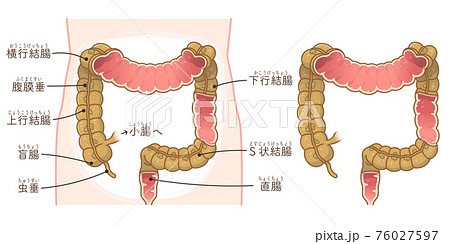 大腸の断面イラストのイラスト素材