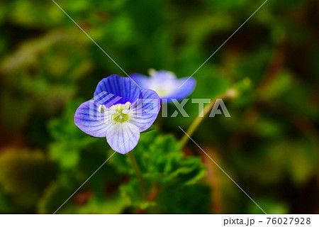 クワガタ草 76027928