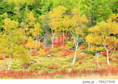 志賀高原・田ノ原湿原の紅葉 76027949