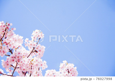 桜(河津桜) 桜(河津桜) 76027998