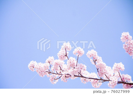 桜(河津桜) 桜(河津桜) 76027999