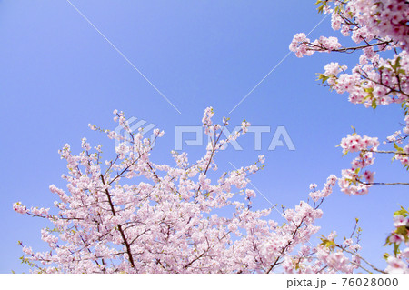 桜（河津桜） 76028000