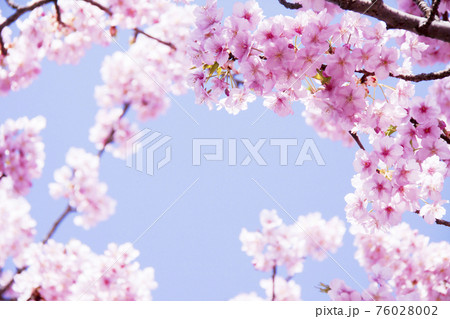 桜（河津桜） 76028002