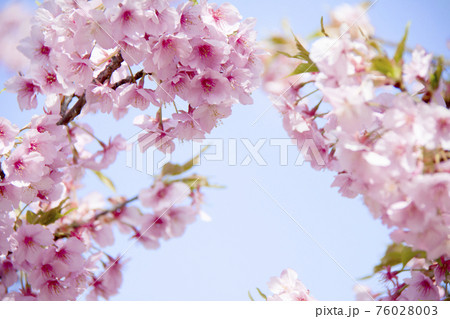 桜(河津桜) 桜(河津桜) 76028003