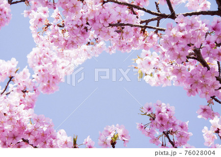 桜（河津桜） 76028004