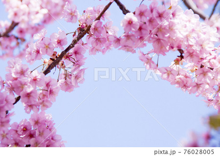 桜（河津桜） 76028005
