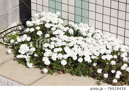 庭先に咲くイベリスの花 76028438