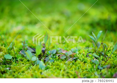 早春・苔庭に芽吹く草の若葉1 早春・苔庭に芽吹く草の若葉1 76028441