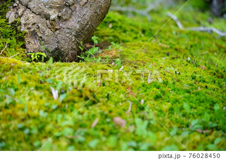 早春・苔庭に芽吹く草の若葉5 早春・苔庭に芽吹く草の若葉5 76028450