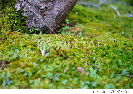 早春・苔庭に芽吹く草の若葉6 76028452