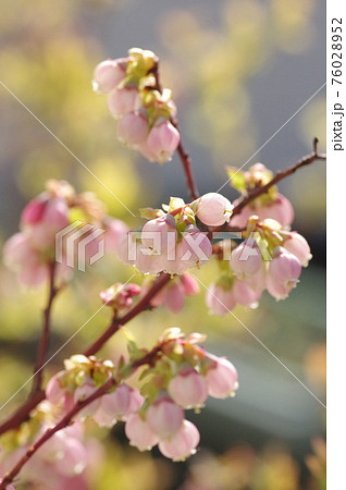 満開のブルーベリーの花 76028952