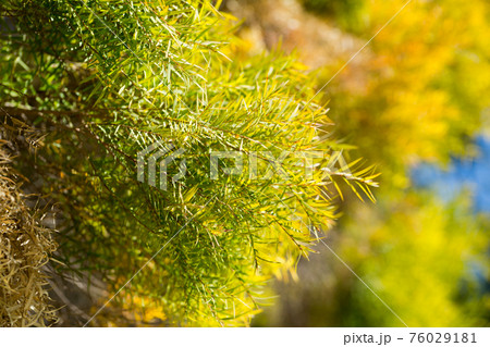 Flax-leaved Paperbark is a Melaleuca tree species with fragrant leaves Flax-leaved Paperbark is a Melaleuca tree species with fragrant leaves 76029181