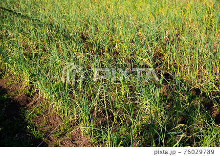 Green sprouts of garlic on a summer field Green sprouts of garlic on a summer field 76029789