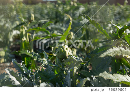 Closeup of artichoke on field 76029805