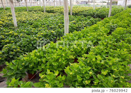 Hydrangea in greenhouse 76029942