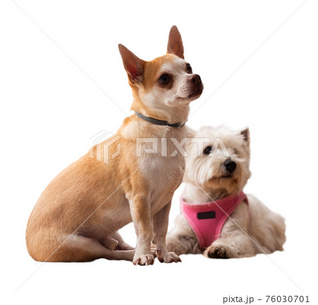 Portrait of chihuahua and west highland terrier dogs Portrait of chihuahua and west highland terrier dogs 76030701
