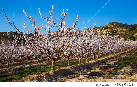 Apricot tree flowers on sky background Apricot tree flowers on sky background 76030712