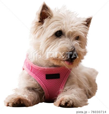Portrait of West highland terrier dog Portrait of West highland terrier dog 76030714