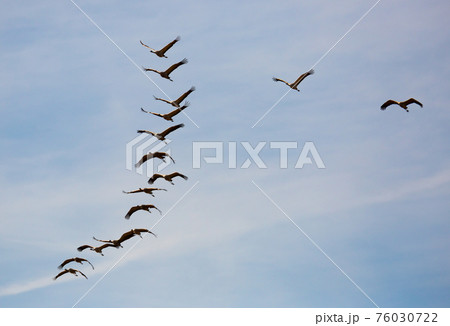 Large flock of cranes flying in sky Large flock of cranes flying in sky 76030722