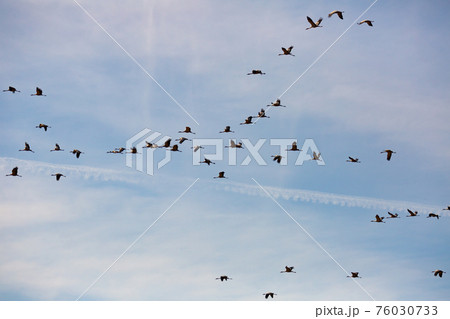Flock of cranes flying in sky Flock of cranes flying in sky 76030733