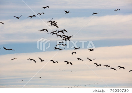 Flock of cranes flying in sky 76030780
