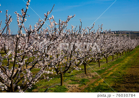 Blossoming of apricots in the fields and meadows of Europe 76030784