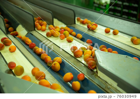 Line of calibrating and packaging fruits Line of calibrating and packaging fruits 76030949
