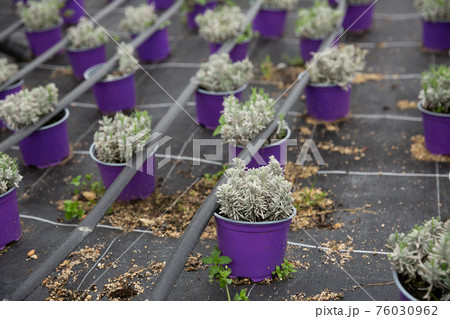 Image of rows of plants in pots in hothouse 76030962
