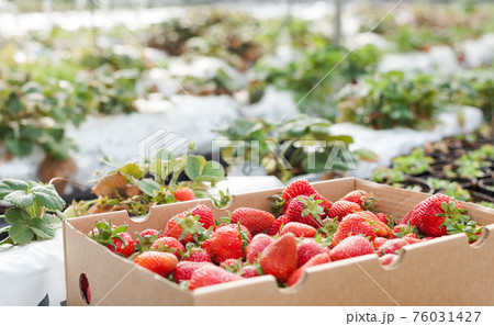 Image of crate with harvest of fresh sweet strawberries in hothouse 76031427