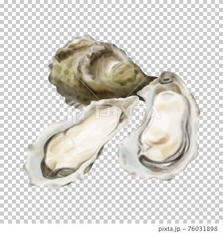 帶殼水彩觸摸牡蠣 76031898