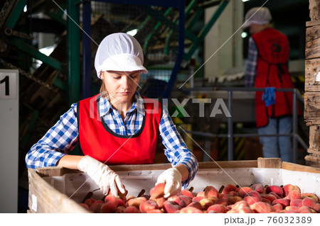 Woman employee working at a fruit warehouse, preparing a peaches for packaging 76032389