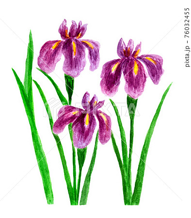 紫色の菖蒲の花 水彩イラスト のイラスト素材