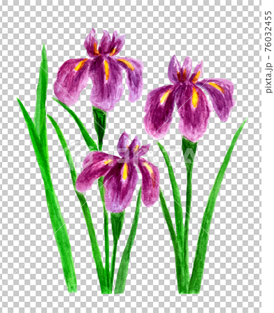 紫色の菖蒲の花 水彩イラスト のイラスト素材