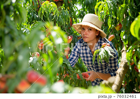 Young woman in hat picking peaches in garden at summer day Young woman in hat picking peaches in garden at summer day 76032461