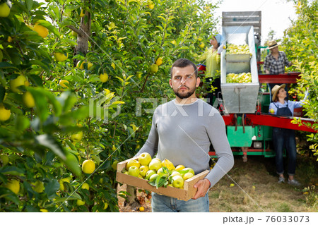 Collecting ripe apples in a professional sorting platform 76033073