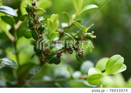 柘植(ツゲ)の未熟な果実 柘植(ツゲ)の未熟な果実 76033074
