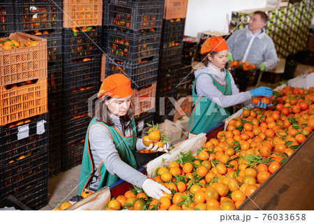 Group of male and female warehouse workers sorting ripe mandarins in fruit warehouse 76033658