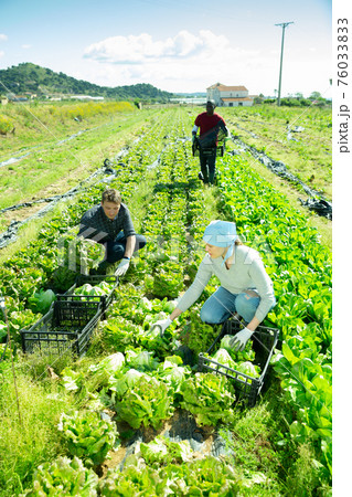 Lettuce harvesting process on the plantation Lettuce harvesting process on the plantation 76033833