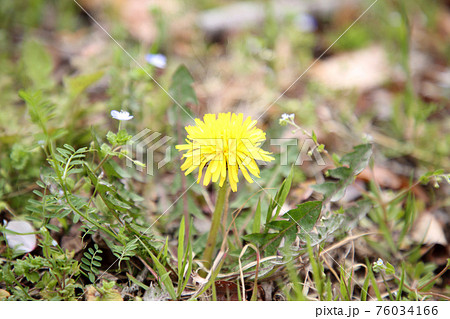 タンポポ 76034166