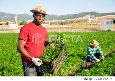 African american farm worker with box of picked parsley 76034217