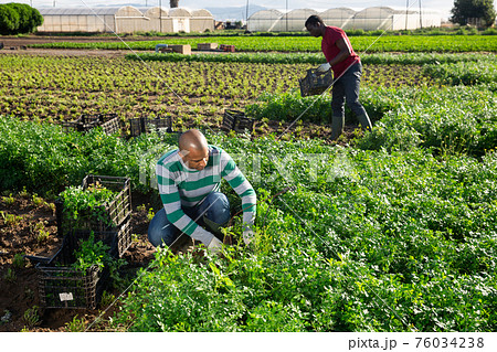 Hispanic man working on field during harvest of parsley 76034238