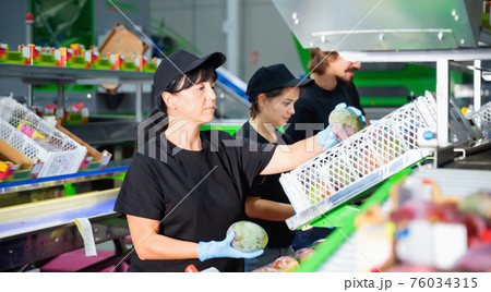 Team of workers sorting mangoes on conveyor belt in a factory 76034315